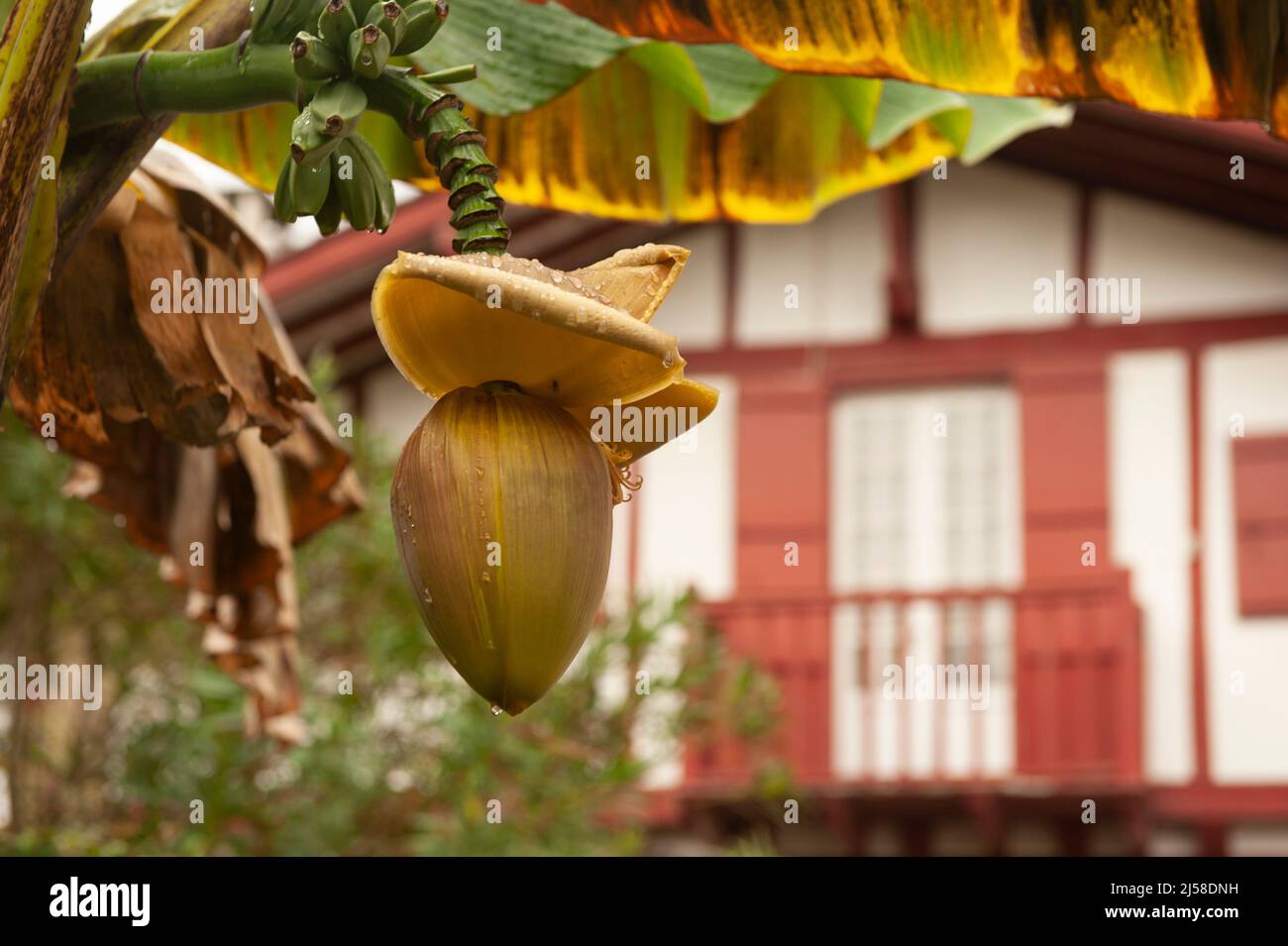 A banana blossom in front of a typical Basque house at Ainhoa, France Stock Photo