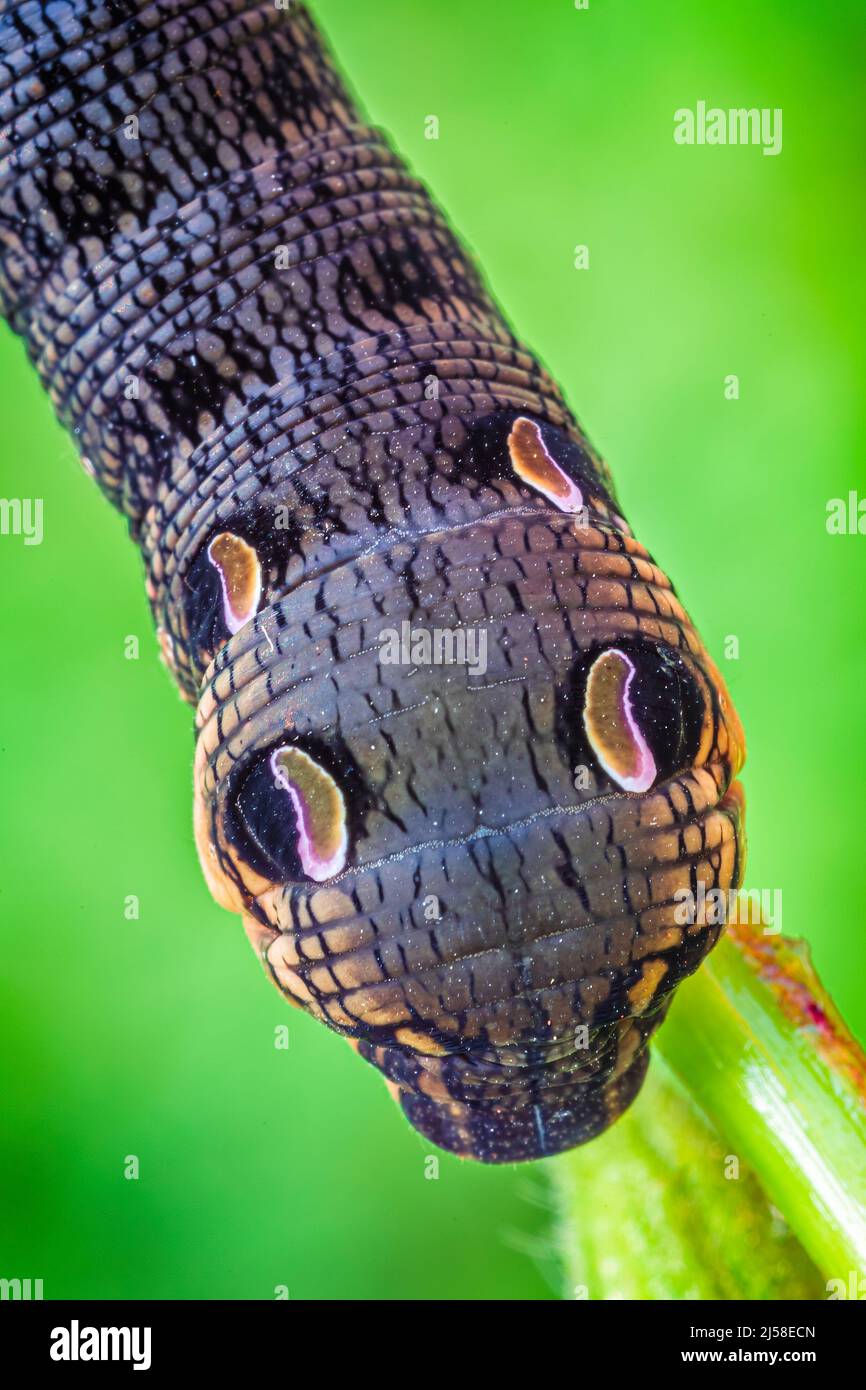 Elephant hawk moth caterpillar feeding on a leaf Stock Photo Alamy