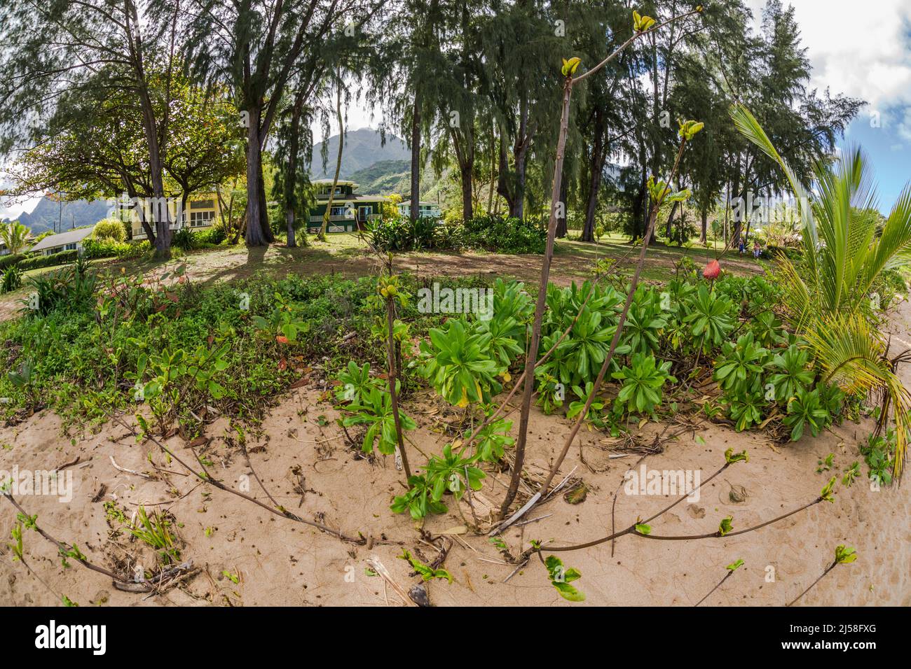 Beach cabbage or Sea Lettuce, Scaevola taccada, plants growing in the