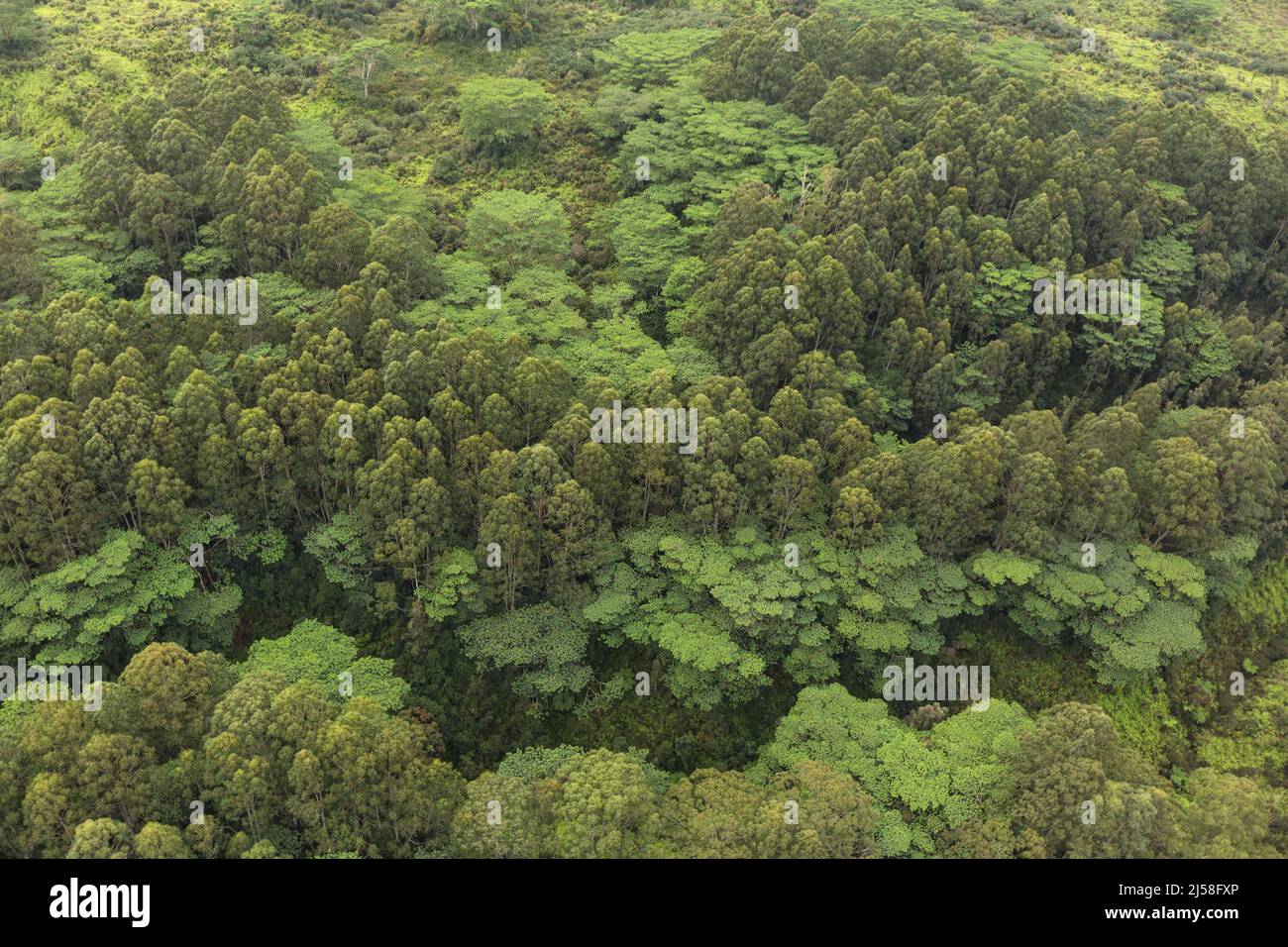 A grove of invasive Australian Paperbark or Melaleuca trees, Melaleuca quinquenervia, and  Moluccan Albizia trees ,Falcataria moluccana, on the island Stock Photo