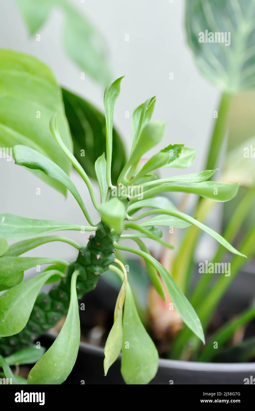 Monadenium, Euphorbia ritchiei or EUPHORBIACEAE plant Stock Photo