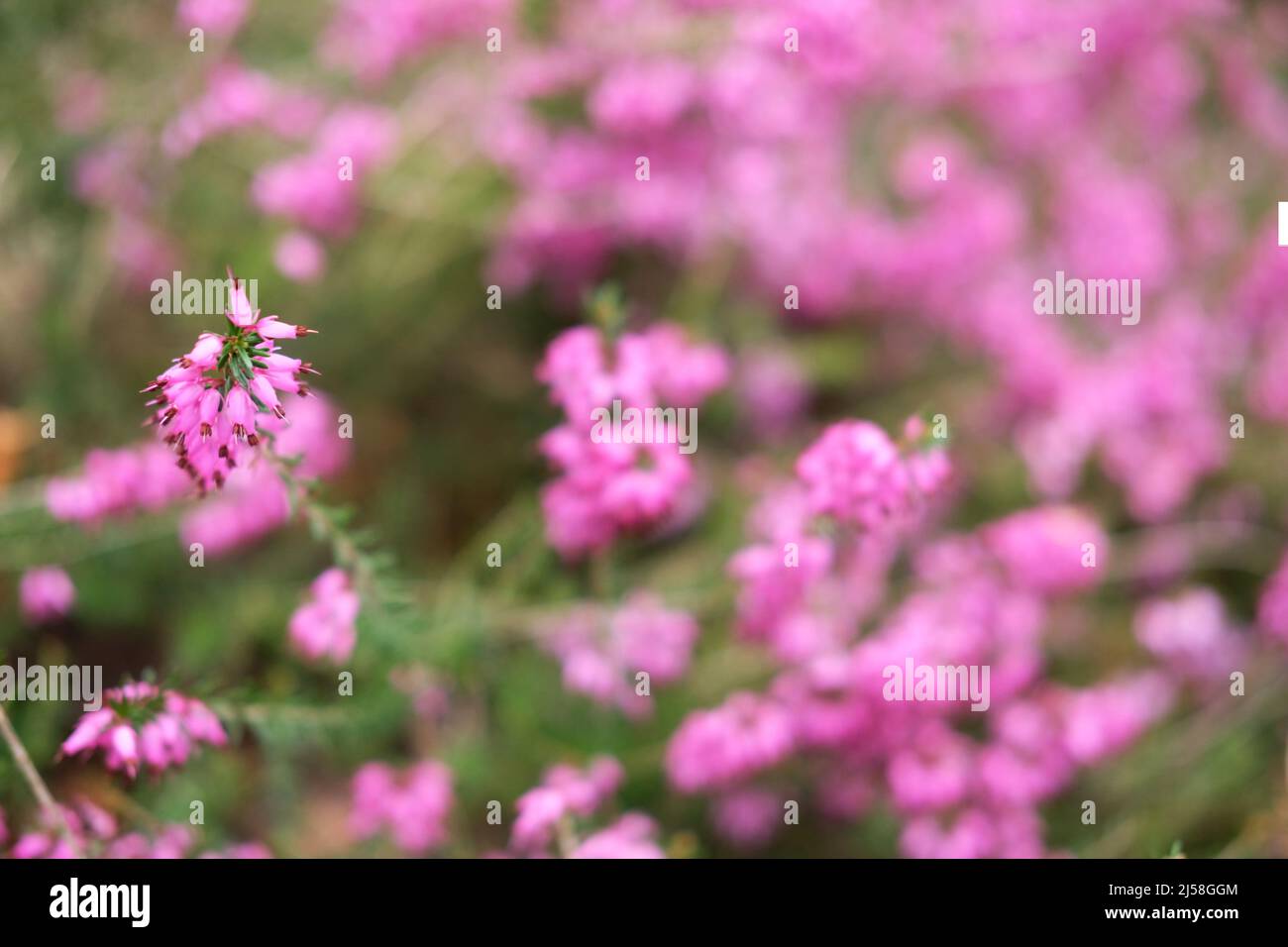 Erica herbacae - selective focus pink flower background Stock Photo