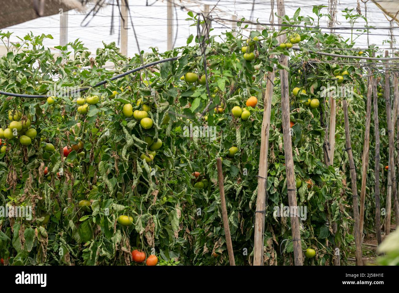 Plastic greenhouse with plantation of big red salad tomatoes vegetables