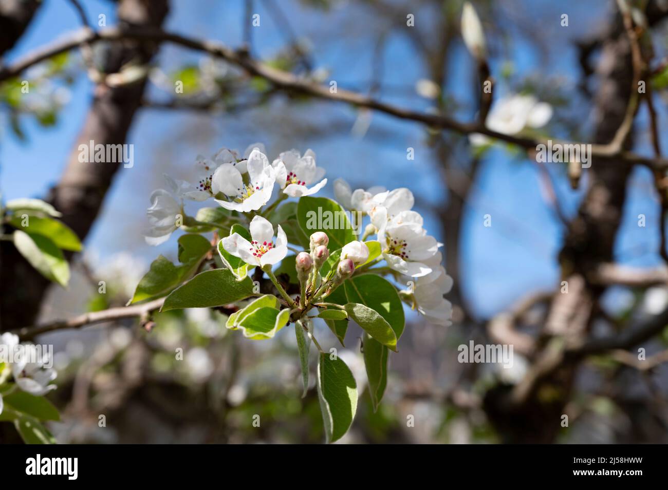 Spring white blossom of pear tree, garden with fruit trees in Betuwe,  Netherlands in sunnhy day Stock Photo - Alamy