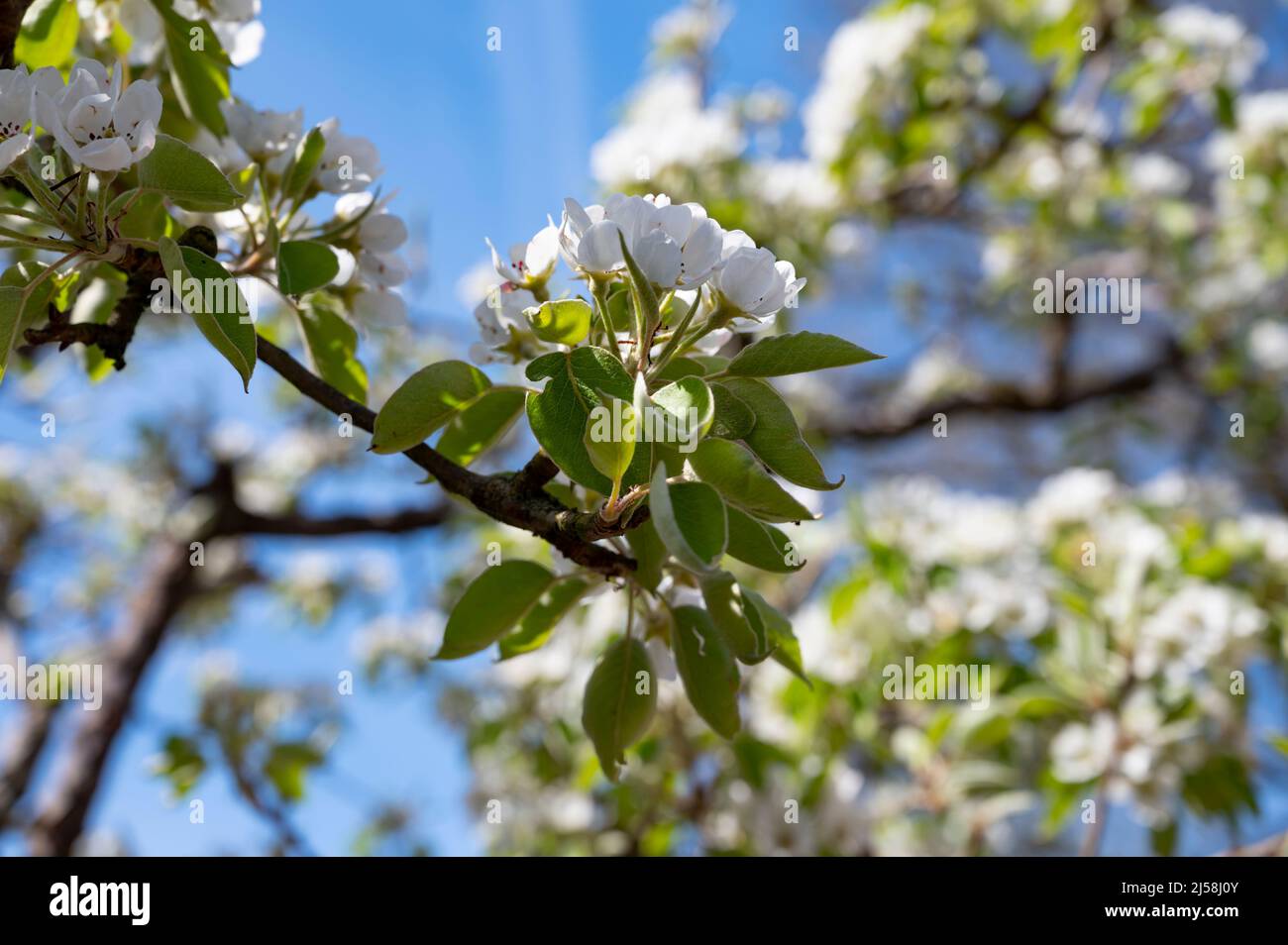 Spring white blossom of pear tree, garden with fruit trees in Betuwe,  Netherlands in sunnhy day Stock Photo - Alamy