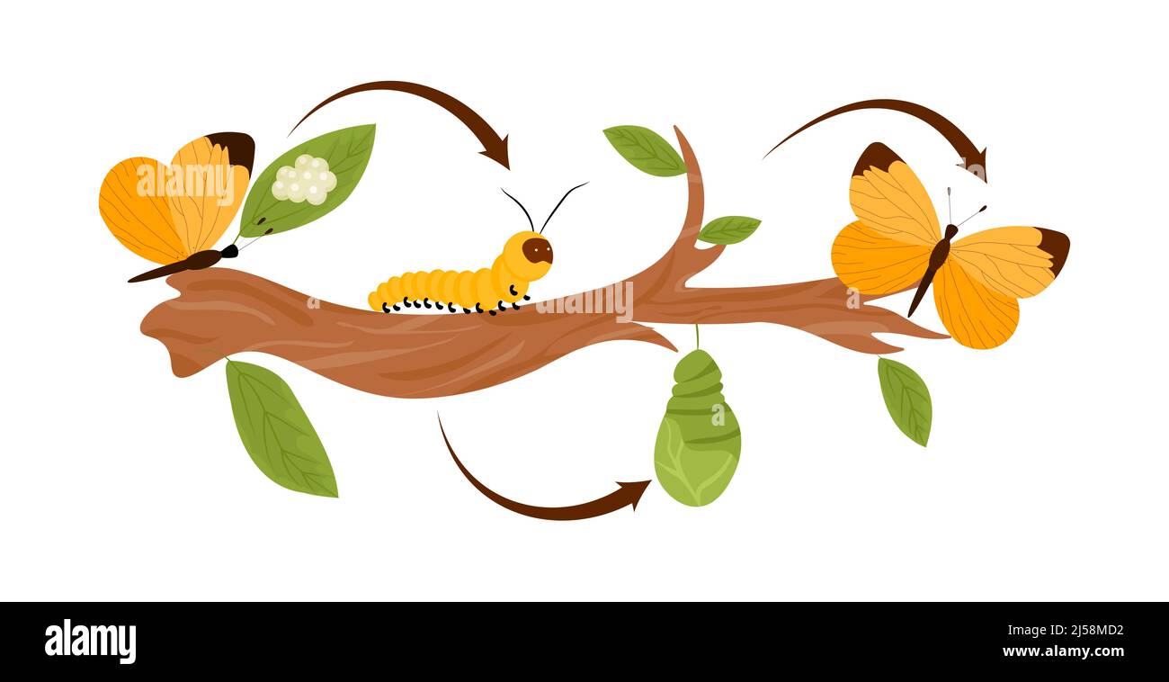Butterfly cycle concept Stock Vector