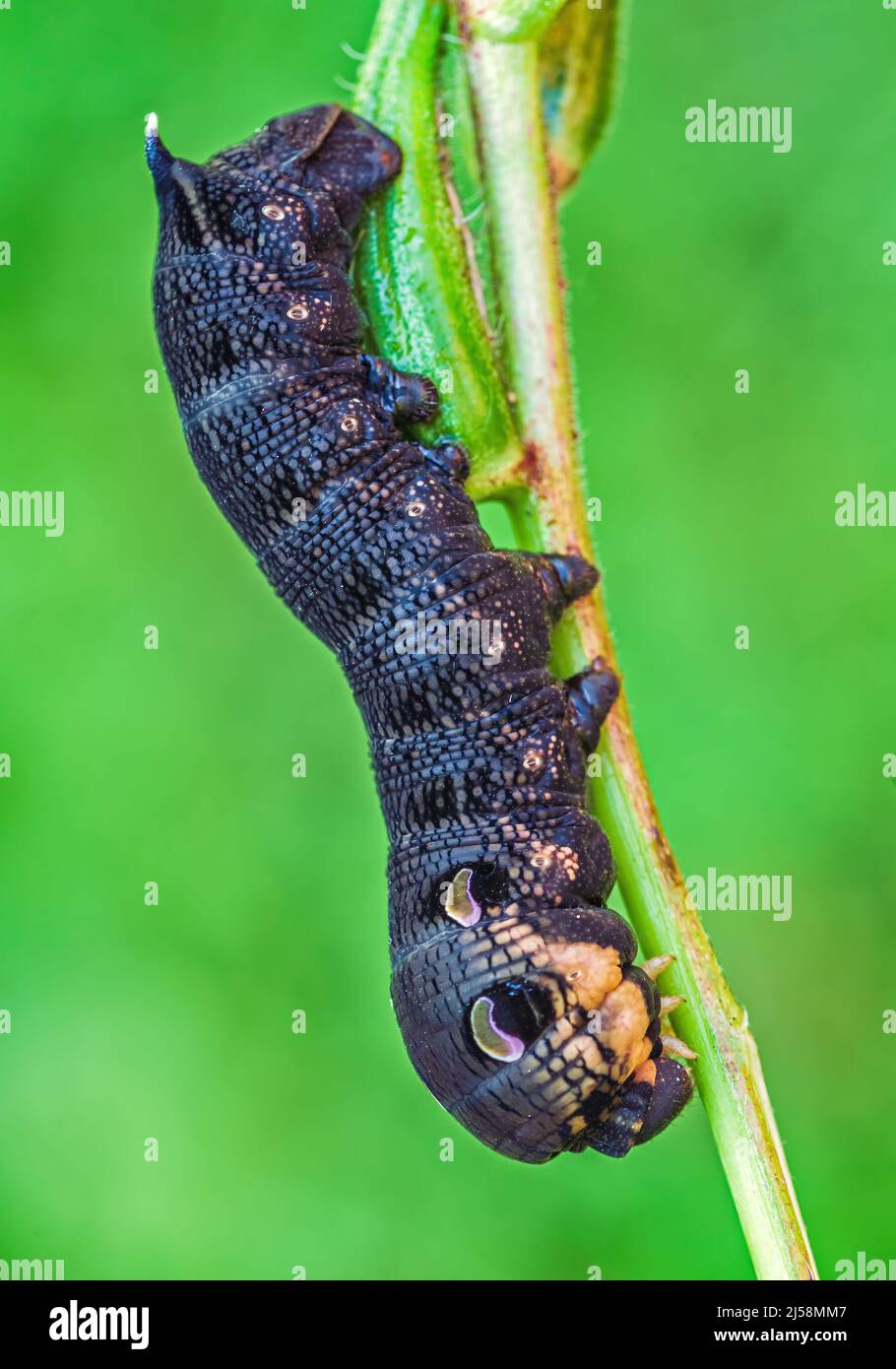 Elephant hawk moth caterpillar feeding on a leaf Stock Photo Alamy