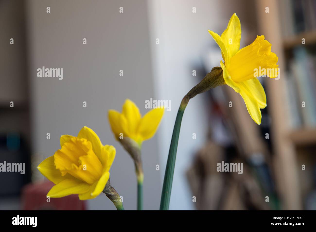 Narcissus Carlton. Daffodil. Stock Photo