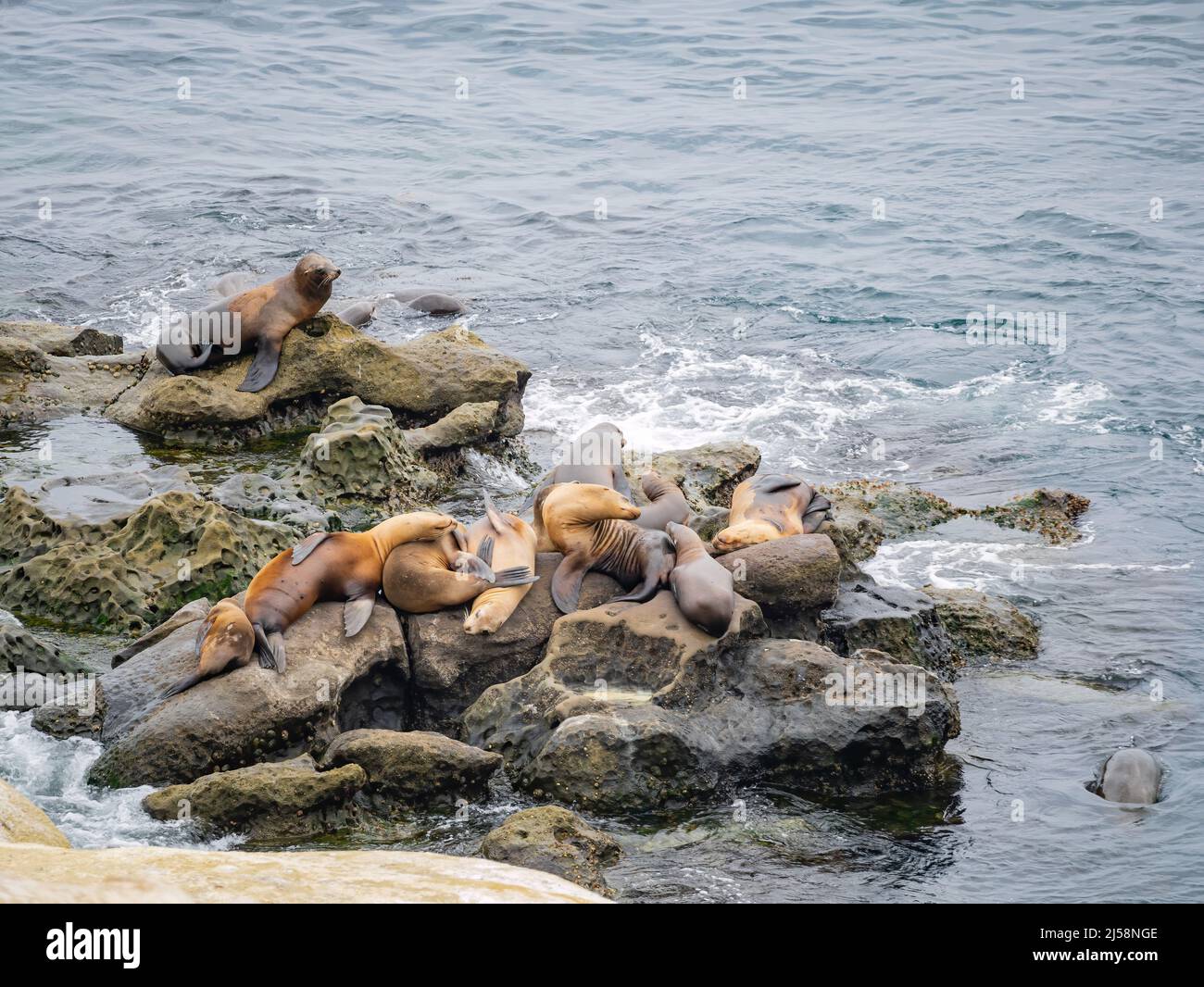 Close up shot of many Sea lion near the famous La Jolla Cove at San Diego, California Stock Photo