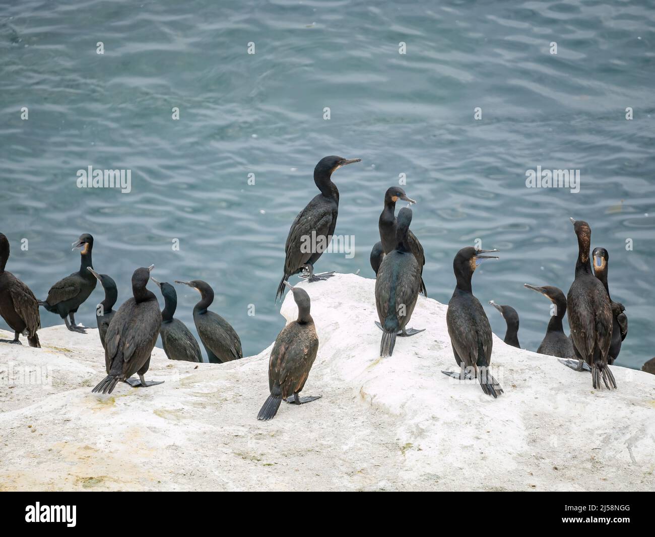 Close up shot of many Cape cormorant near the famous La Jolla Cove at San Diego, California Stock Photo