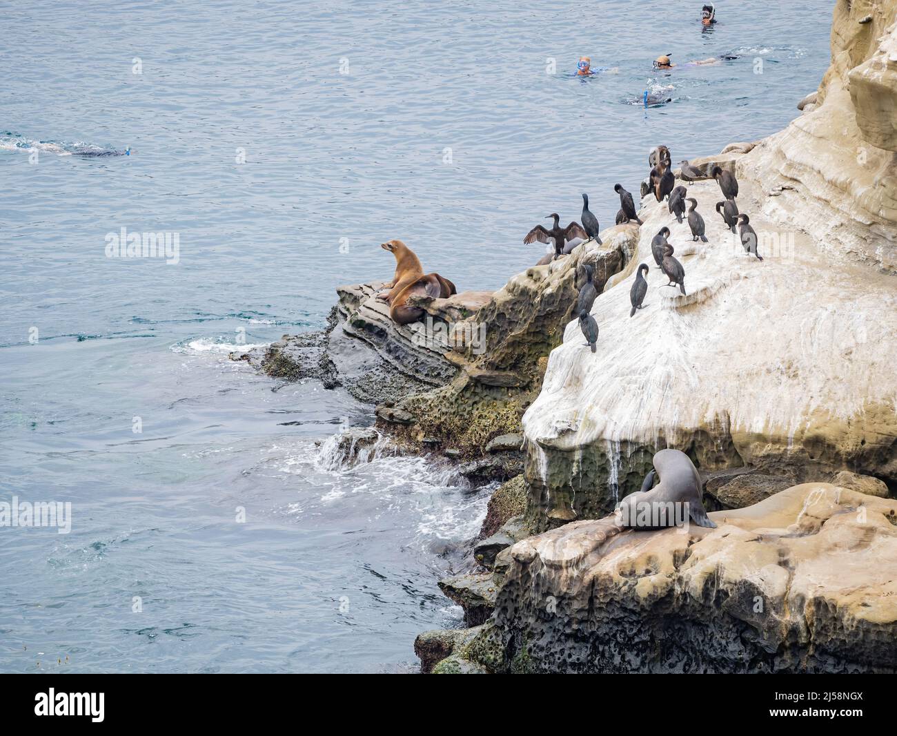 Close up shot of many Sea lion near the famous La Jolla Cove at San Diego, California Stock Photo