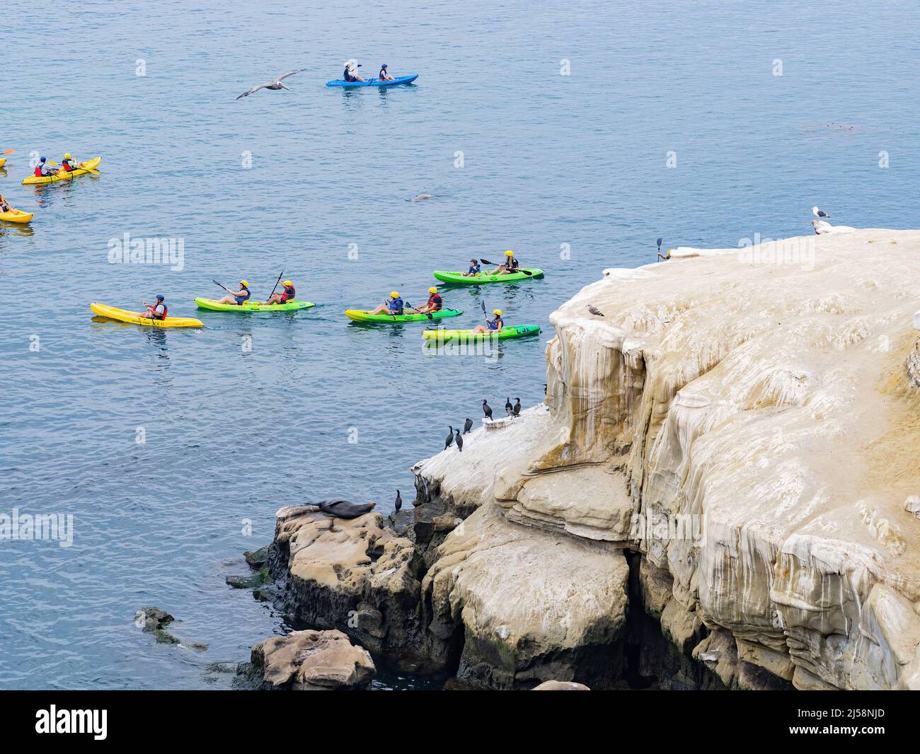 San Diego, AUG 2 2014 - Close up shot of many Cape cormorant and kayak near the famous La Jolla Cove Stock Photo