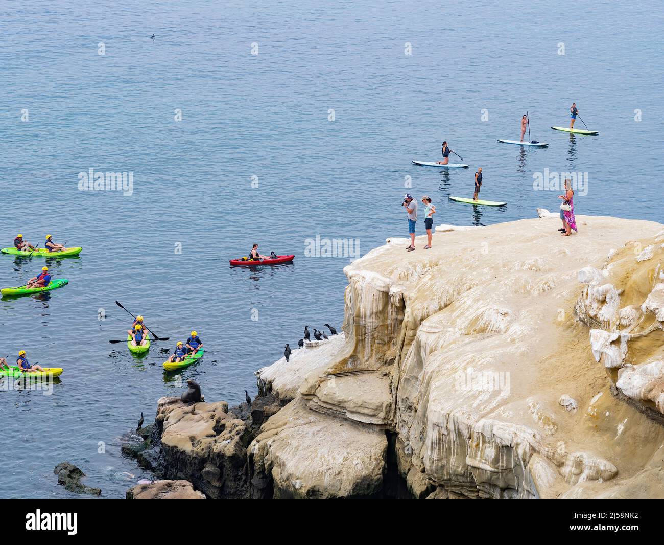 San Diego, AUG 2 2014 - Close up shot of many Cape cormorant and kayak near the famous La Jolla Cove Stock Photo