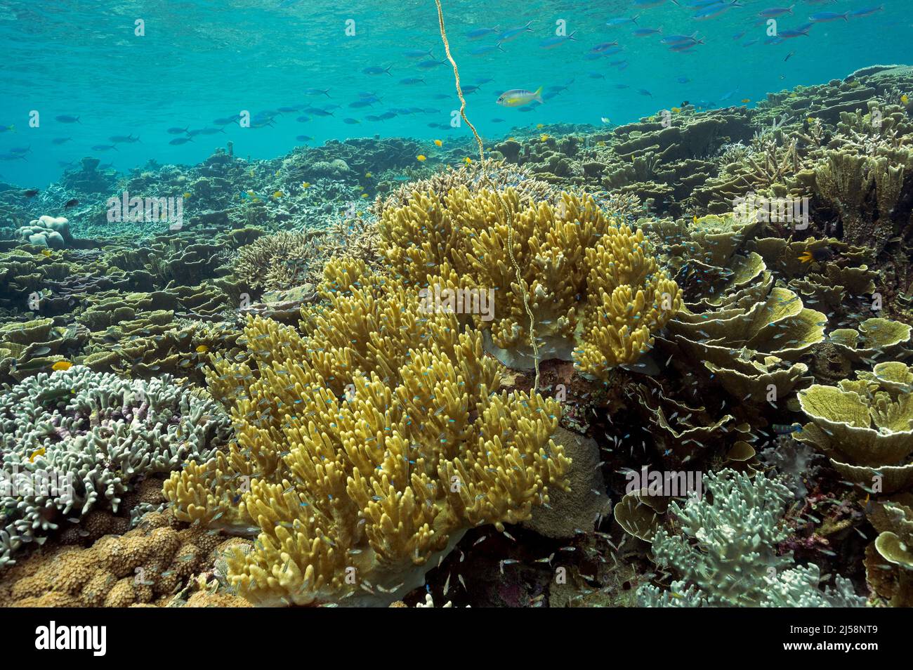 Reef scenic Raja Ampat Indonesia. Stock Photo