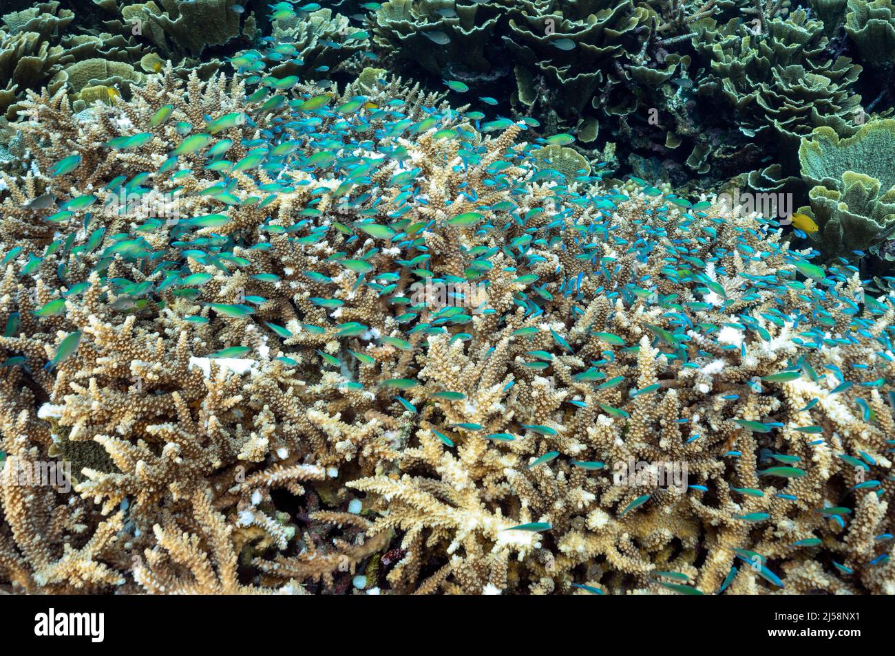 Blue damsels, Chromis viridis, sheltering in branching hard coral, Raja Ampat, Indonesia. Stock Photo