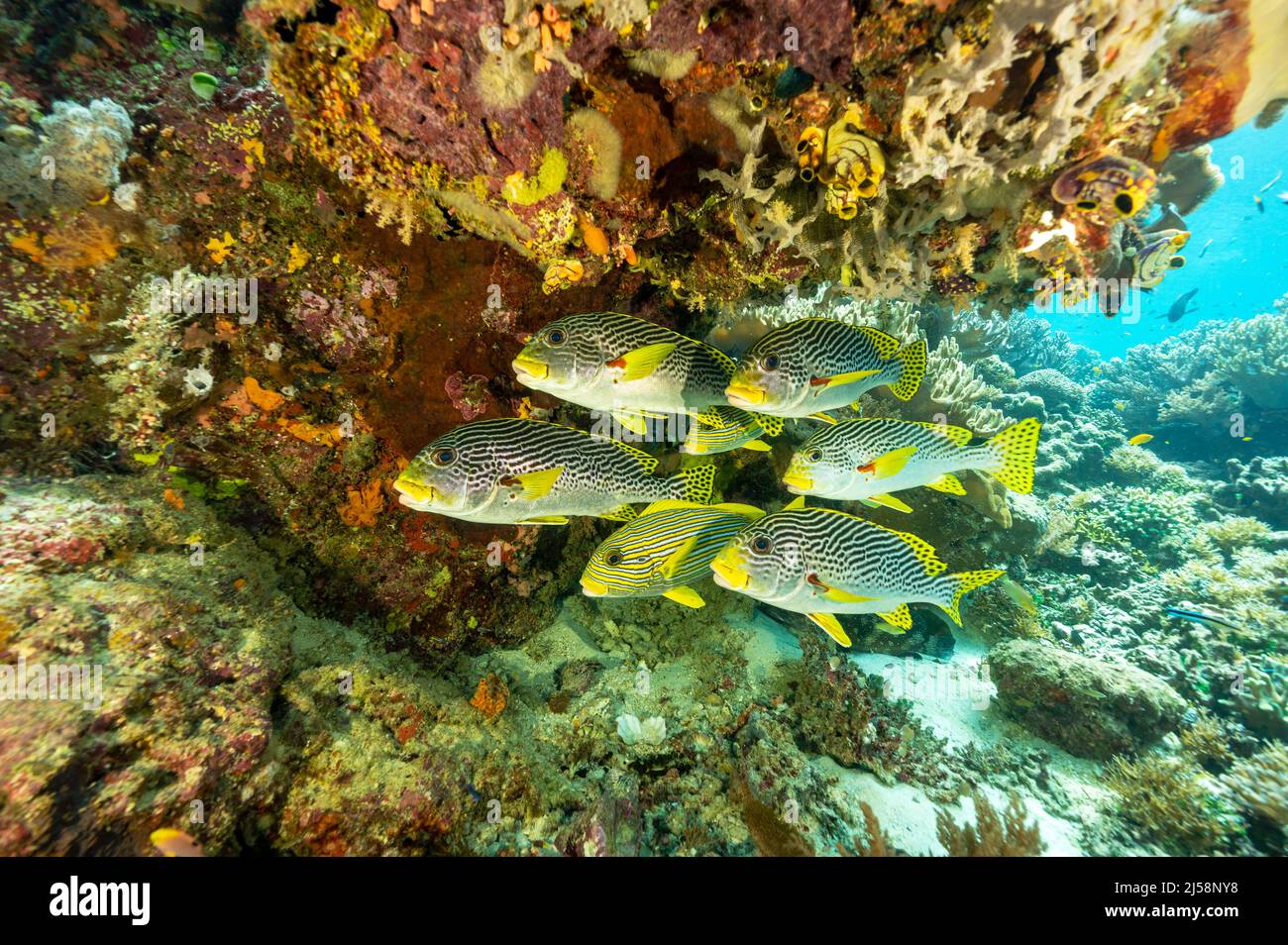 Black spot snappers, Lutjanus ehrenbergii, Raja Ampat Indonesia. Stock Photo