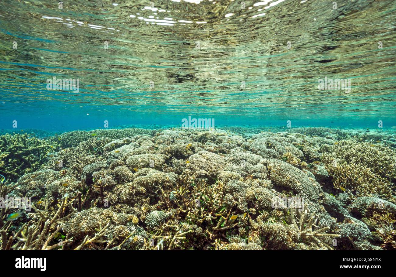 Reef scenic with pristine hard corals, Raja Ampat Indonesia. Stock Photo