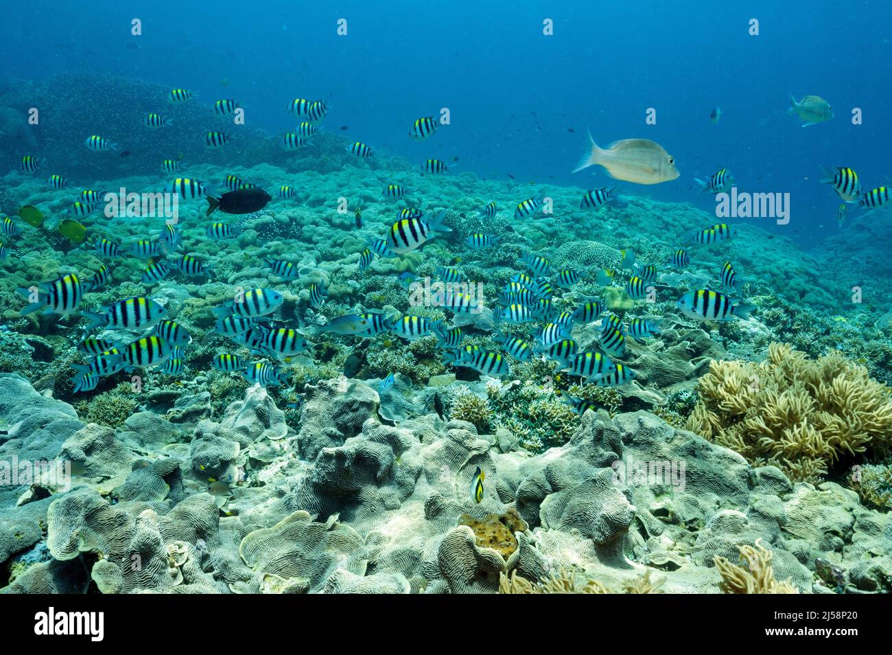 Reef scenic with Indo-pacific sergeant fishes, Abudefduf vaigiensis, Raja Ampat Indonesia. Stock Photo