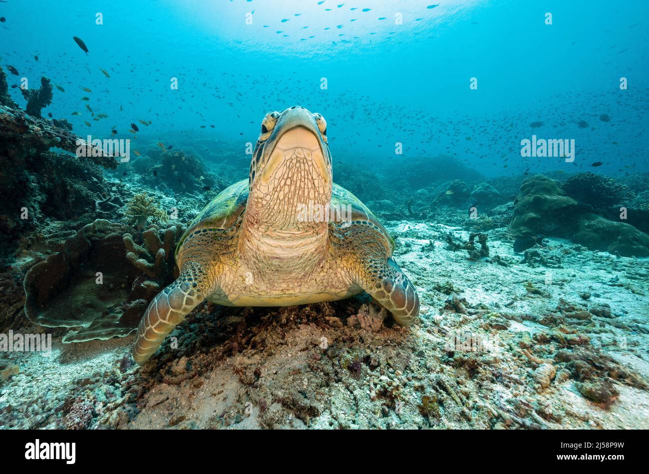 Green turtle, Chelonia mydas, Raja Ampat Indonesia. Stock Photo