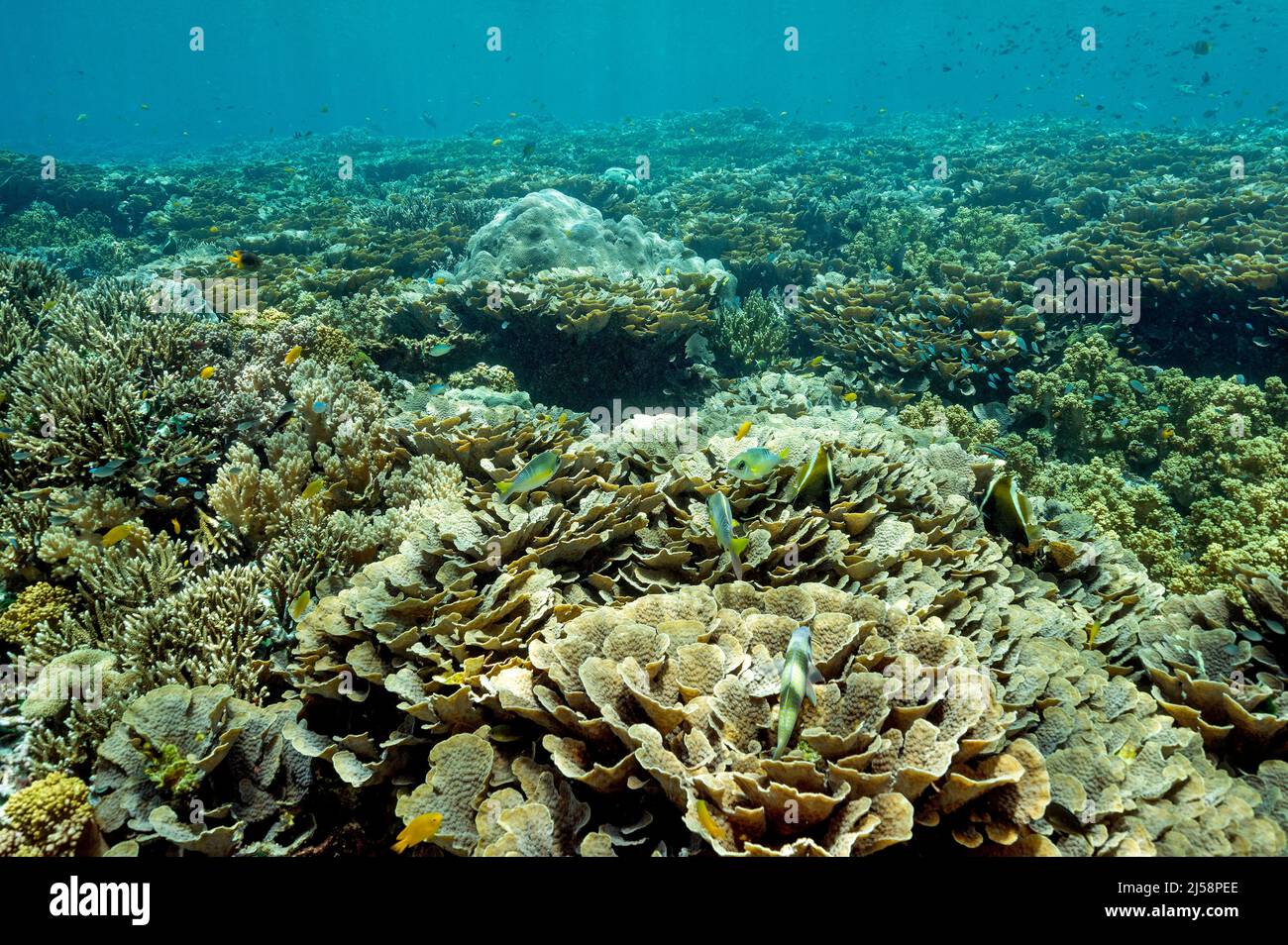 Reef scenic of foliose hard corals, Raja Ampat Indonesia. Stock Photo