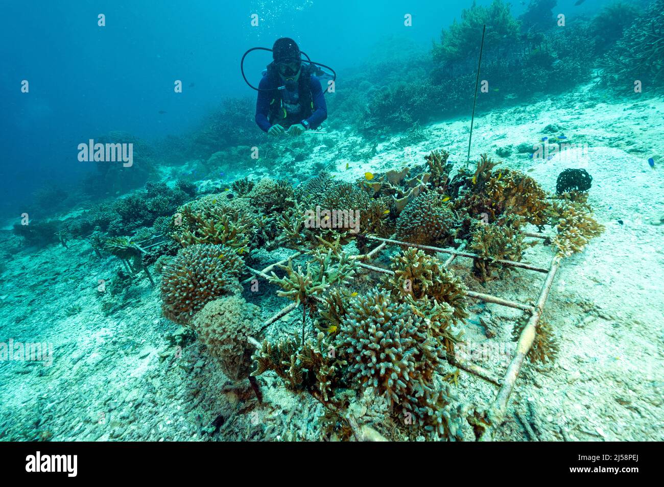 Coral gardening project Raja Ampat Indonesia. Stock Photo