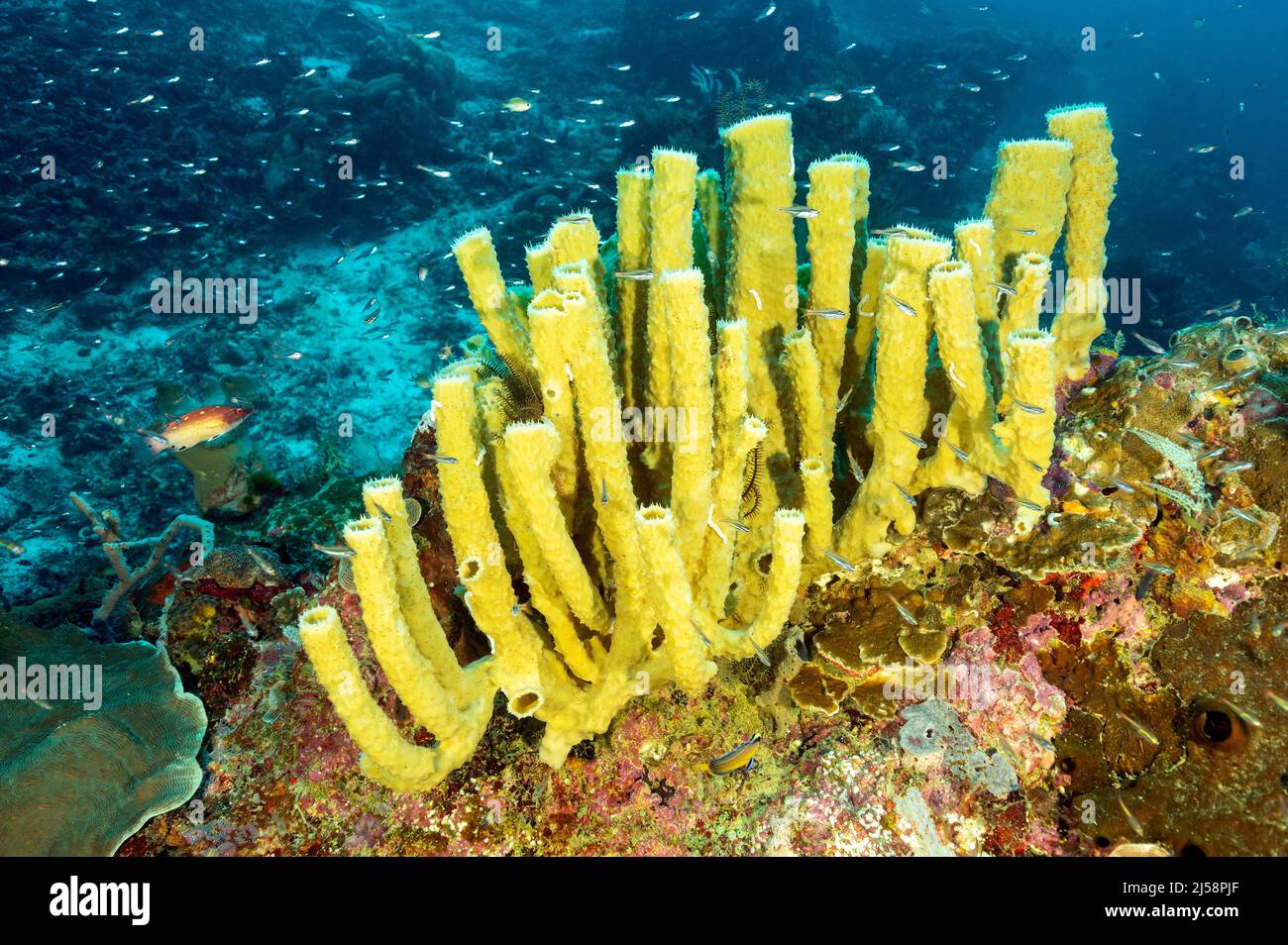 Tubular sponge colony, Indonesia has the highest sponge diversity, Raja Ampat. Stock Photo