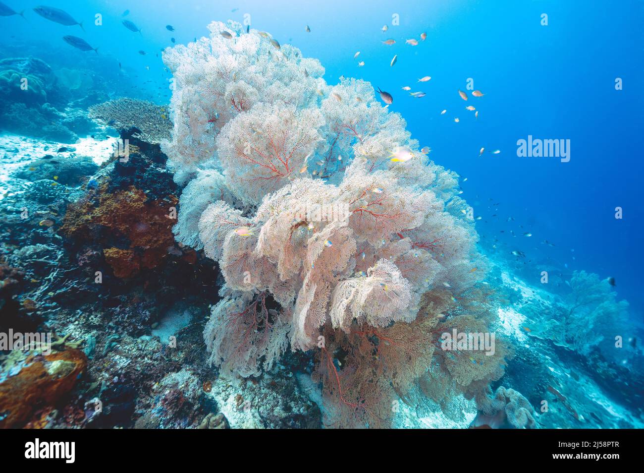 Seafan, Melithaea sp., Raja Ampat Indonesia. Stock Photo