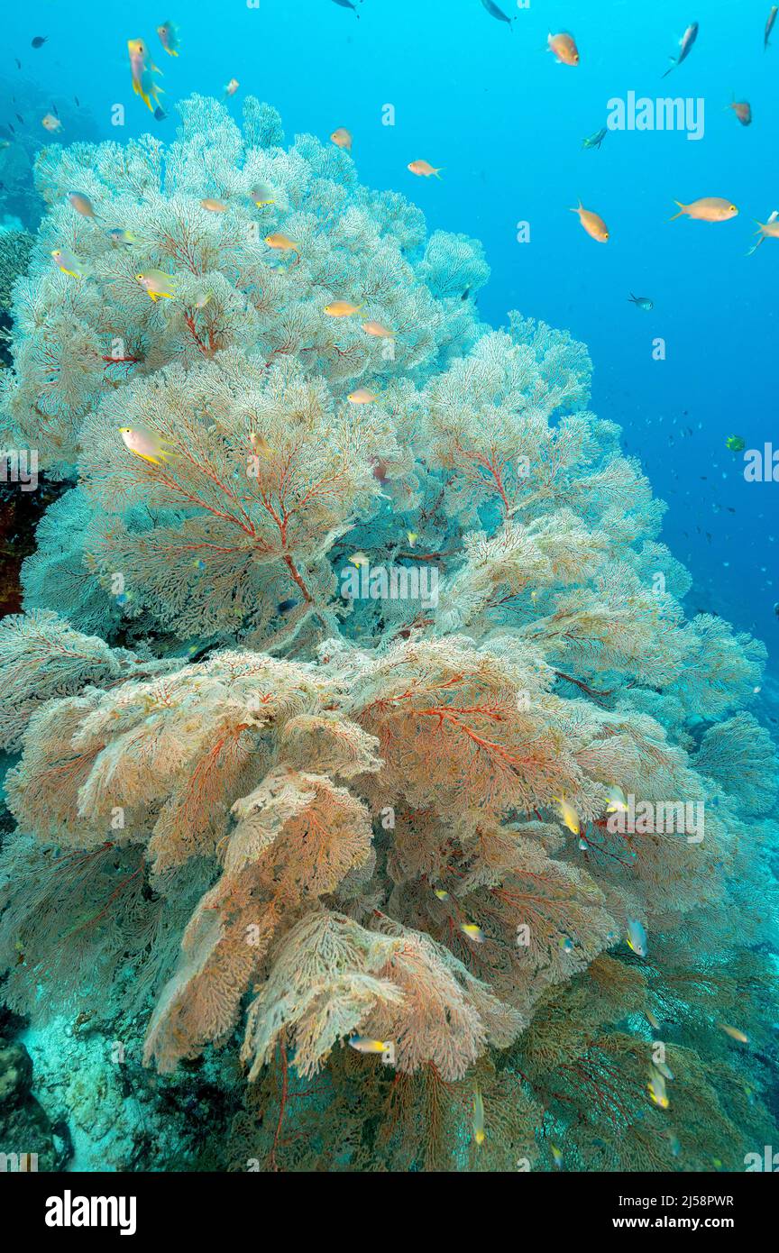 Seafan, Melithaea sp., Raja Ampat Indonesia. Stock Photo