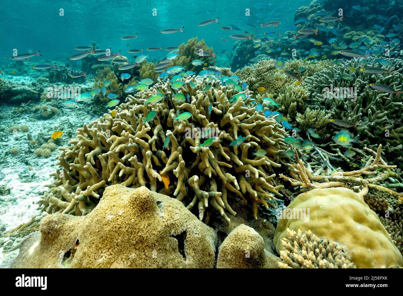 Reef scenic with blue damsels, Chromis viridis, Raja Ampat Indonesia. Stock Photo
