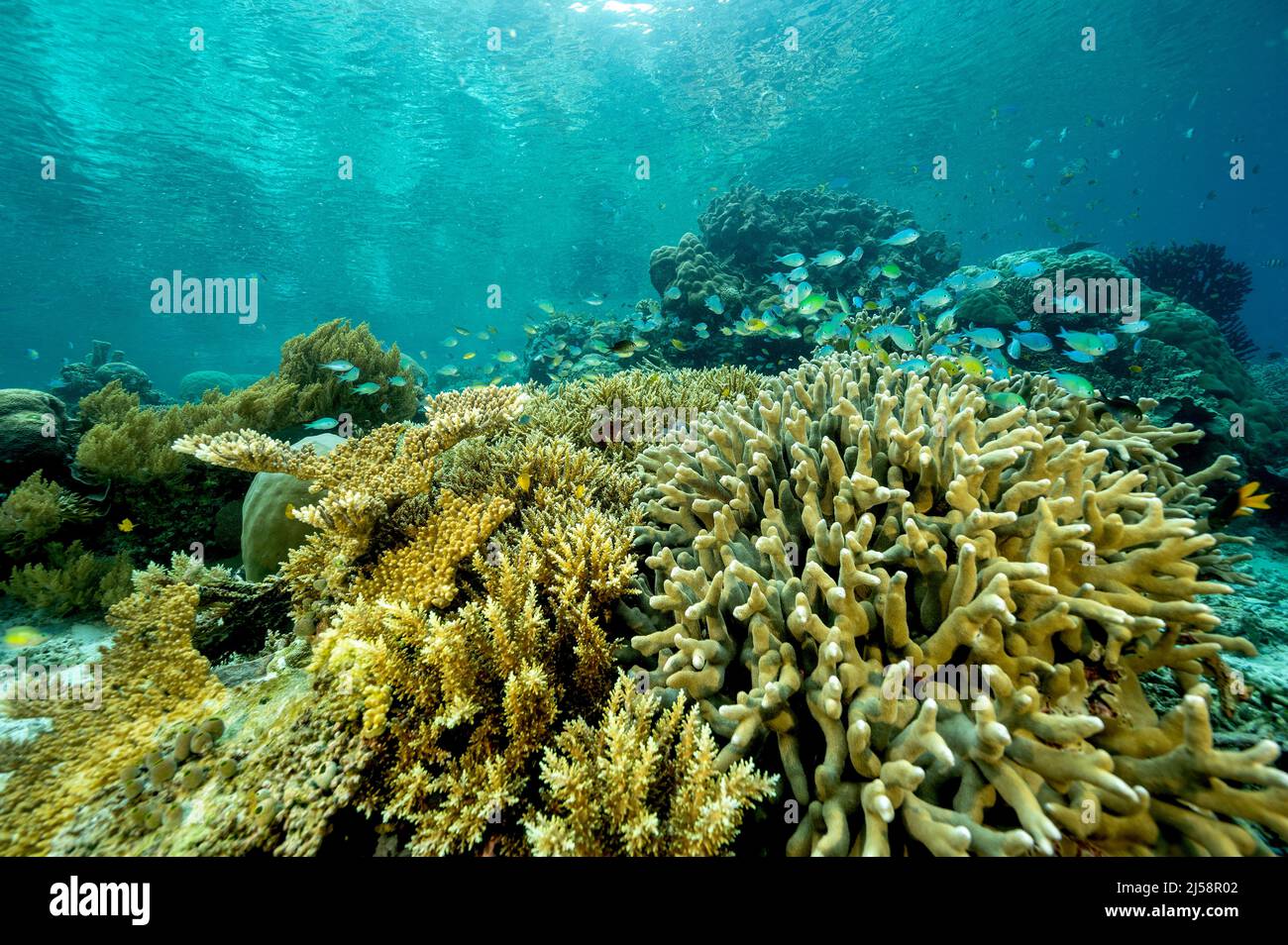 Reef scenic with blue damsels, Chromis viridis, Raja Ampat Indonesia. Stock Photo