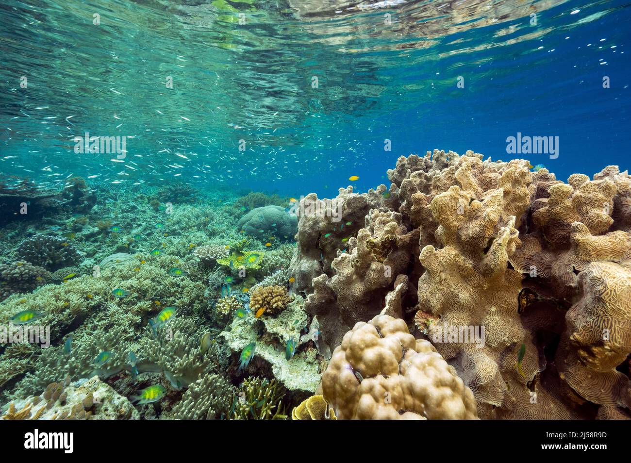 Pristine hard corals with staghorn Acrapora and stony corals, Raja Ampat Indonesia. Stock Photo