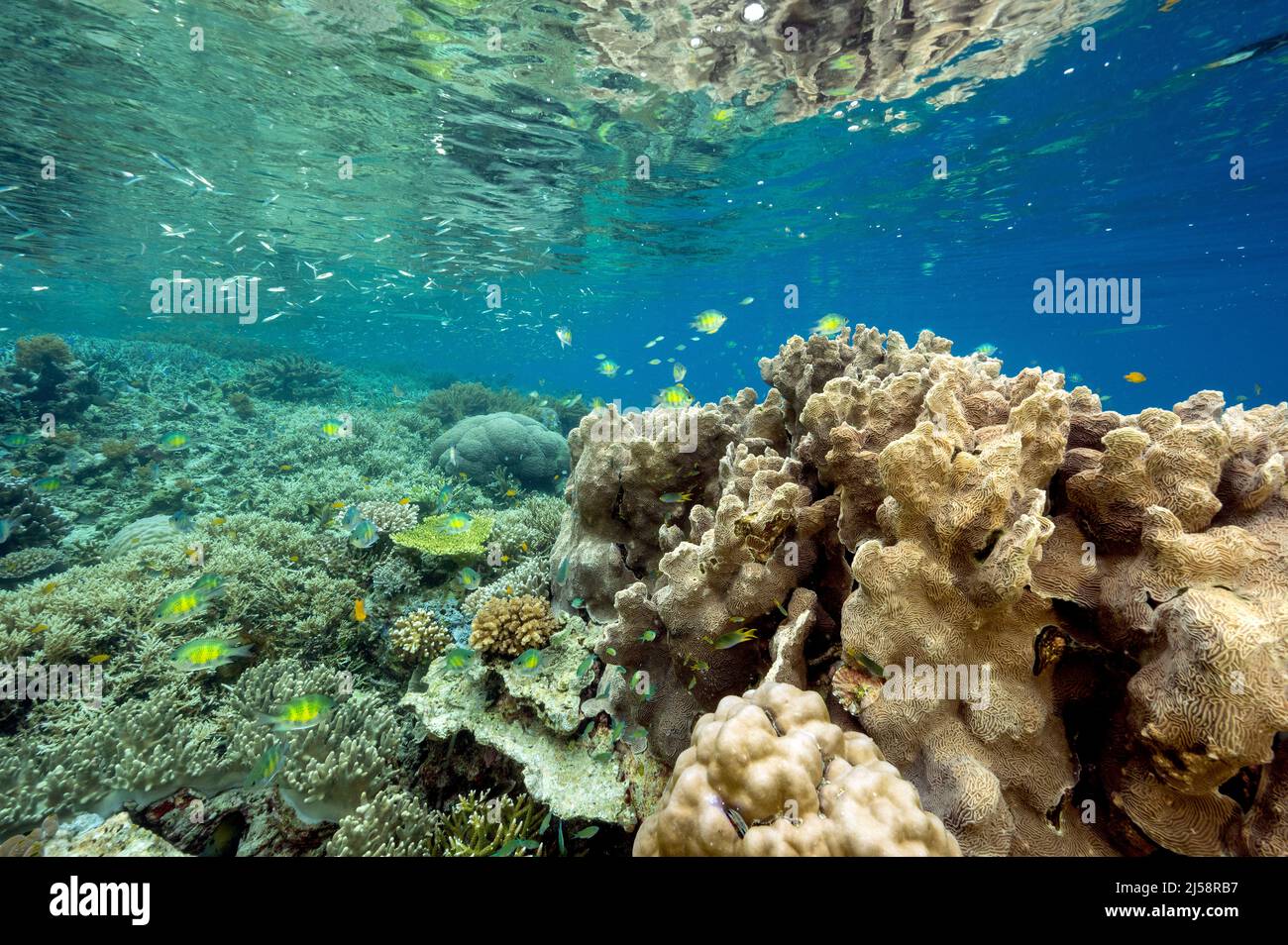 Pristine hard corals with staghorn Acrapora and stony corals, Raja Ampat Indonesia. Stock Photo