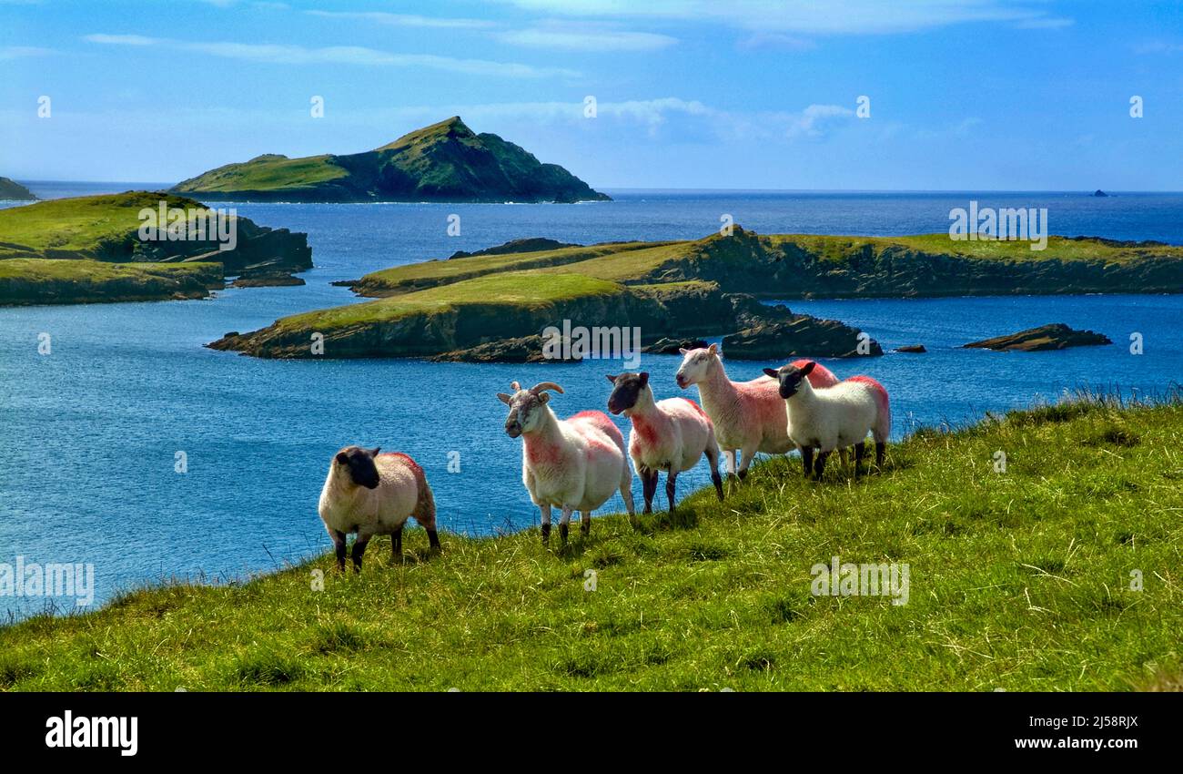 Five Sheep on Valencia Island facing Puffin Island, Ring of Kerry, County Kerry, Ireland Stock