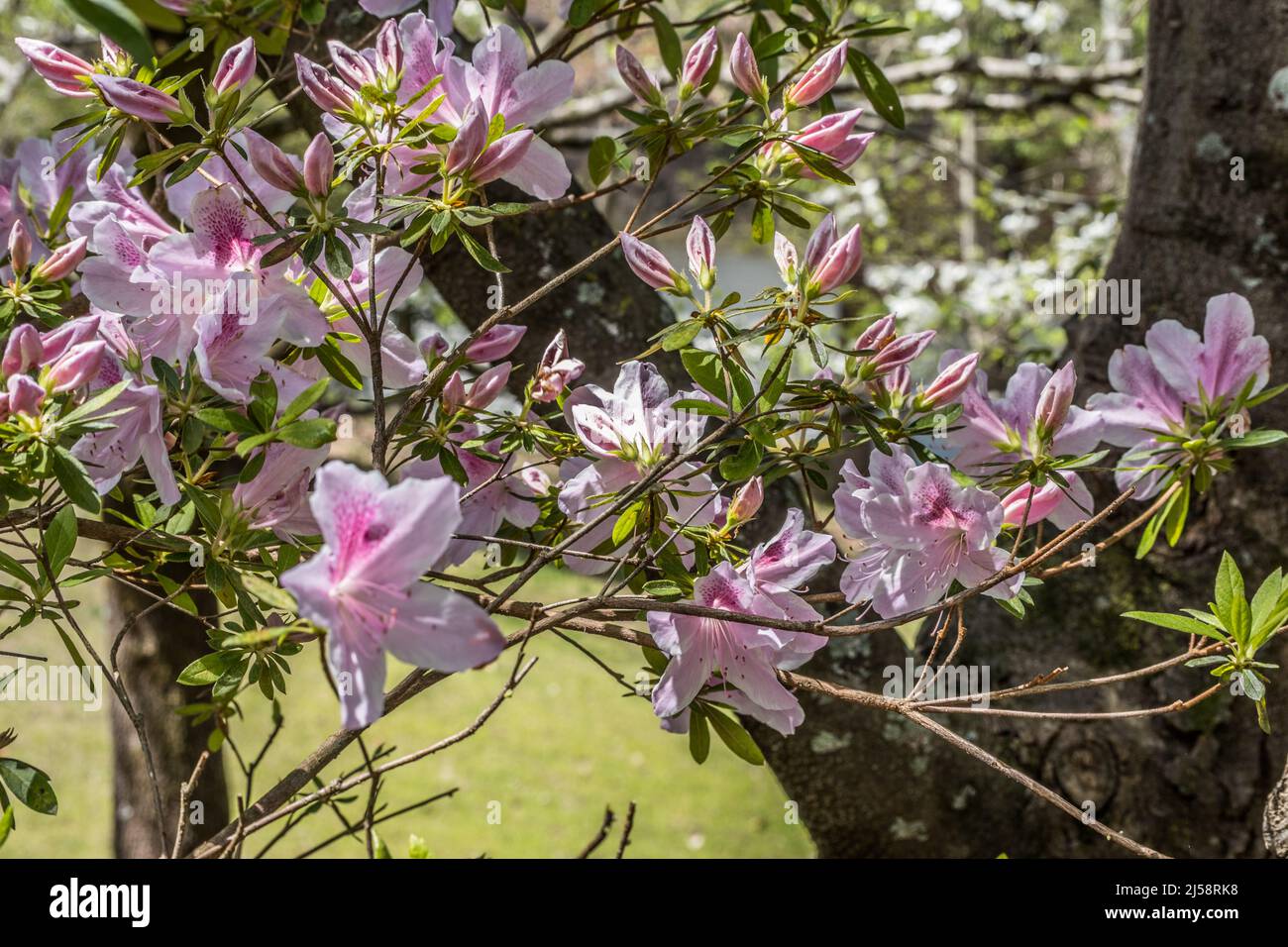 Large pink azalea flowers just starting to open with several buds ready to blossom closeup view with other trees in the background on a sunny day in s Stock Photo