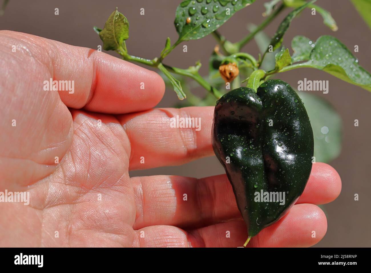 Small poblano pepper with dew drops in hand Stock Photo