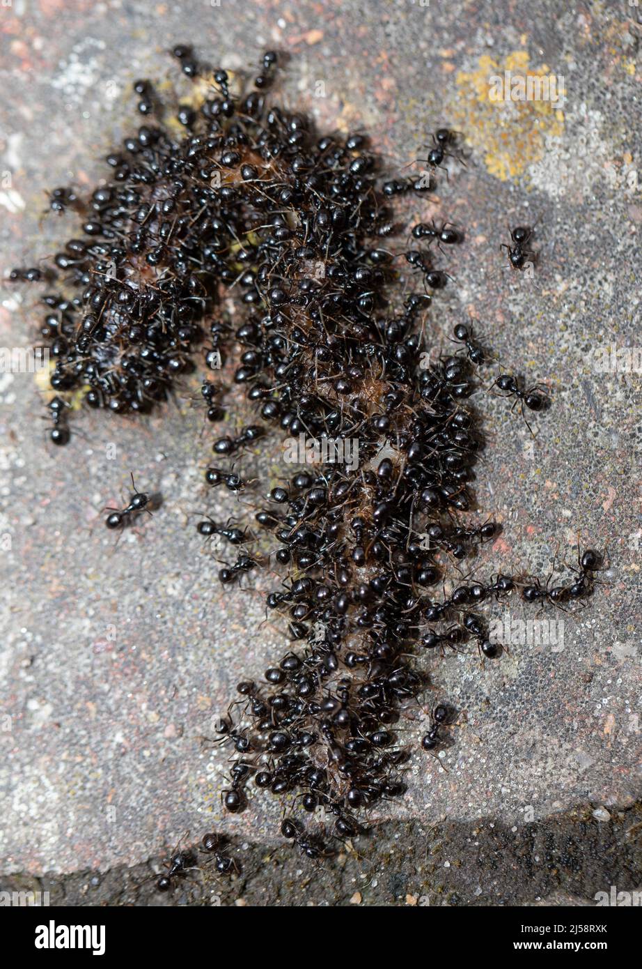 Ants eating an earthworm, a large group of insects Stock Photo Alamy