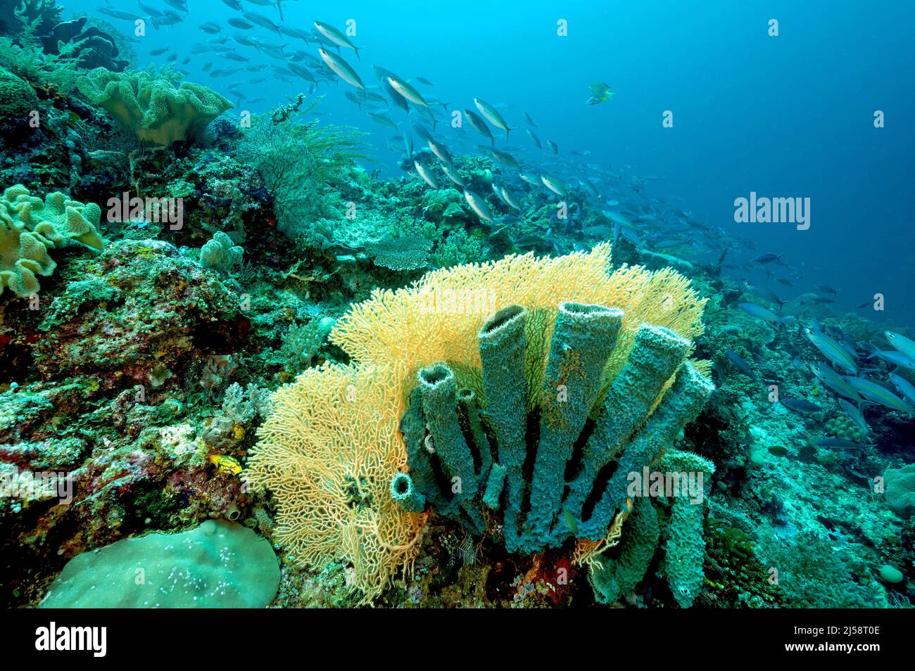 Reef scenic with sponges and seafan, Raja Ampat Indonesia. Stock Photo