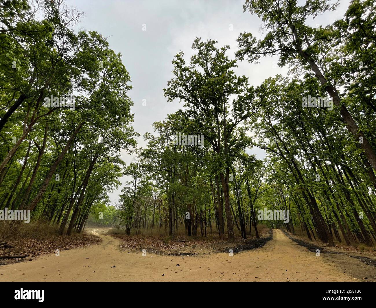 Kanha National Park ( Tiger Reserve ) landscape , located in Madhya