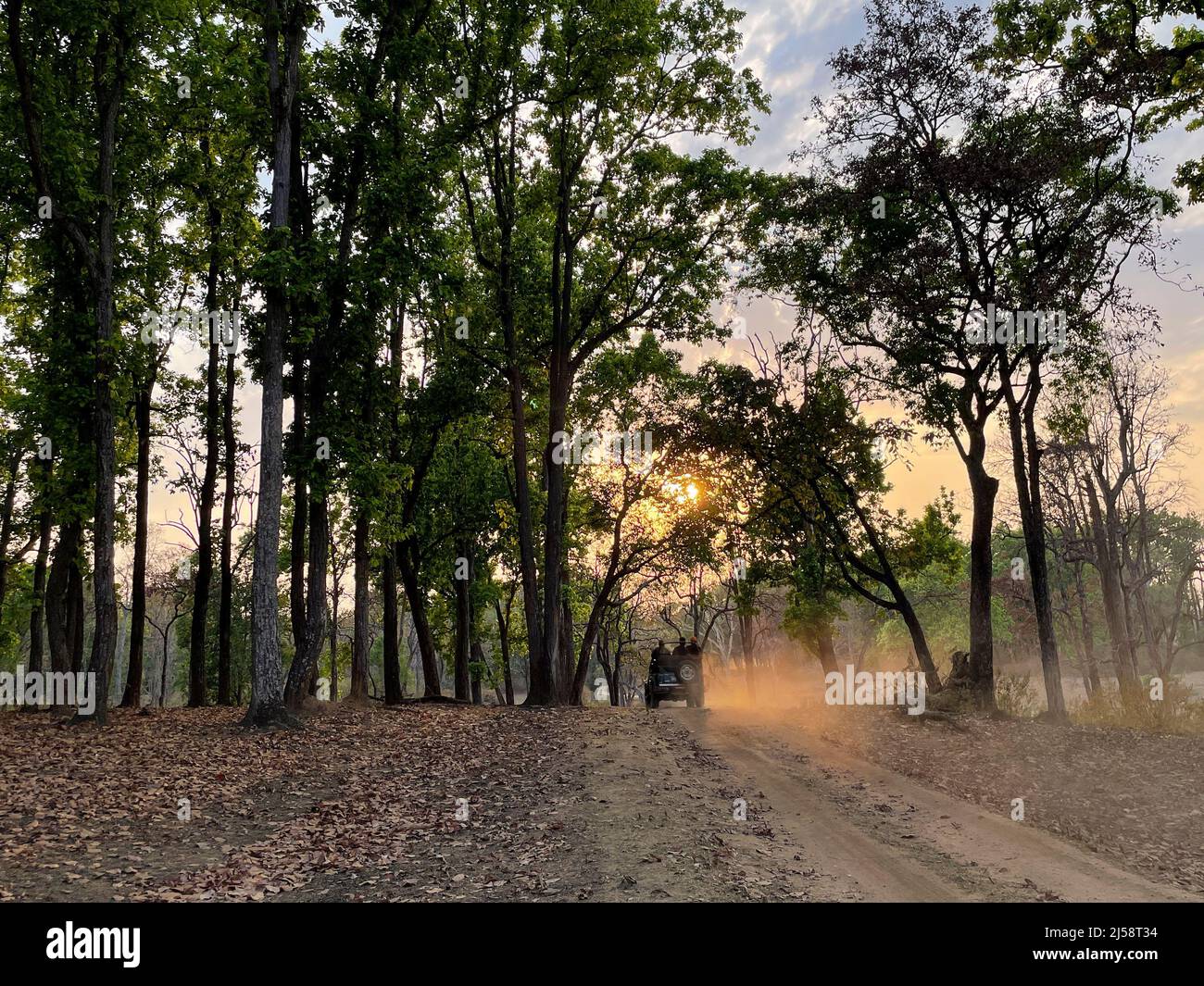 Kanha National Park ( Tiger Reserve ) landscape , located in Madhya
