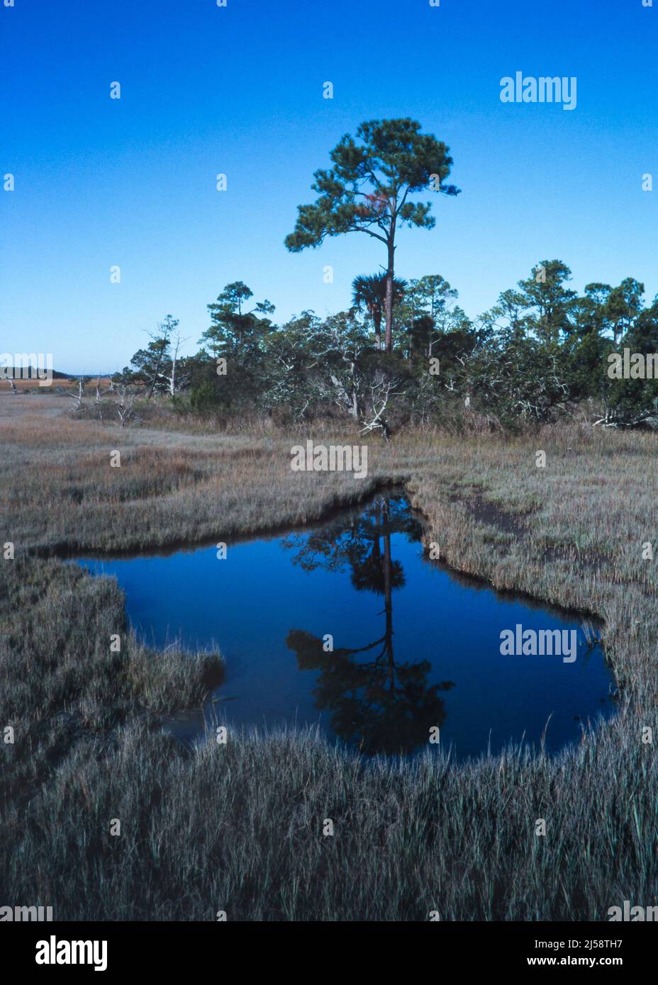 Vertical view of a salt marsh on Kiawah Island, South Carolina, with a pine tree reflected in a pool of water. Stock Photo