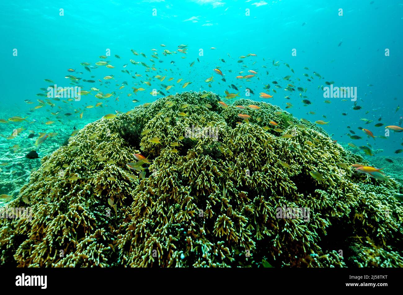 Reef scenic with fire corals, Millepora dichotoma, Raja Ampat Indonesia. Stock Photo
