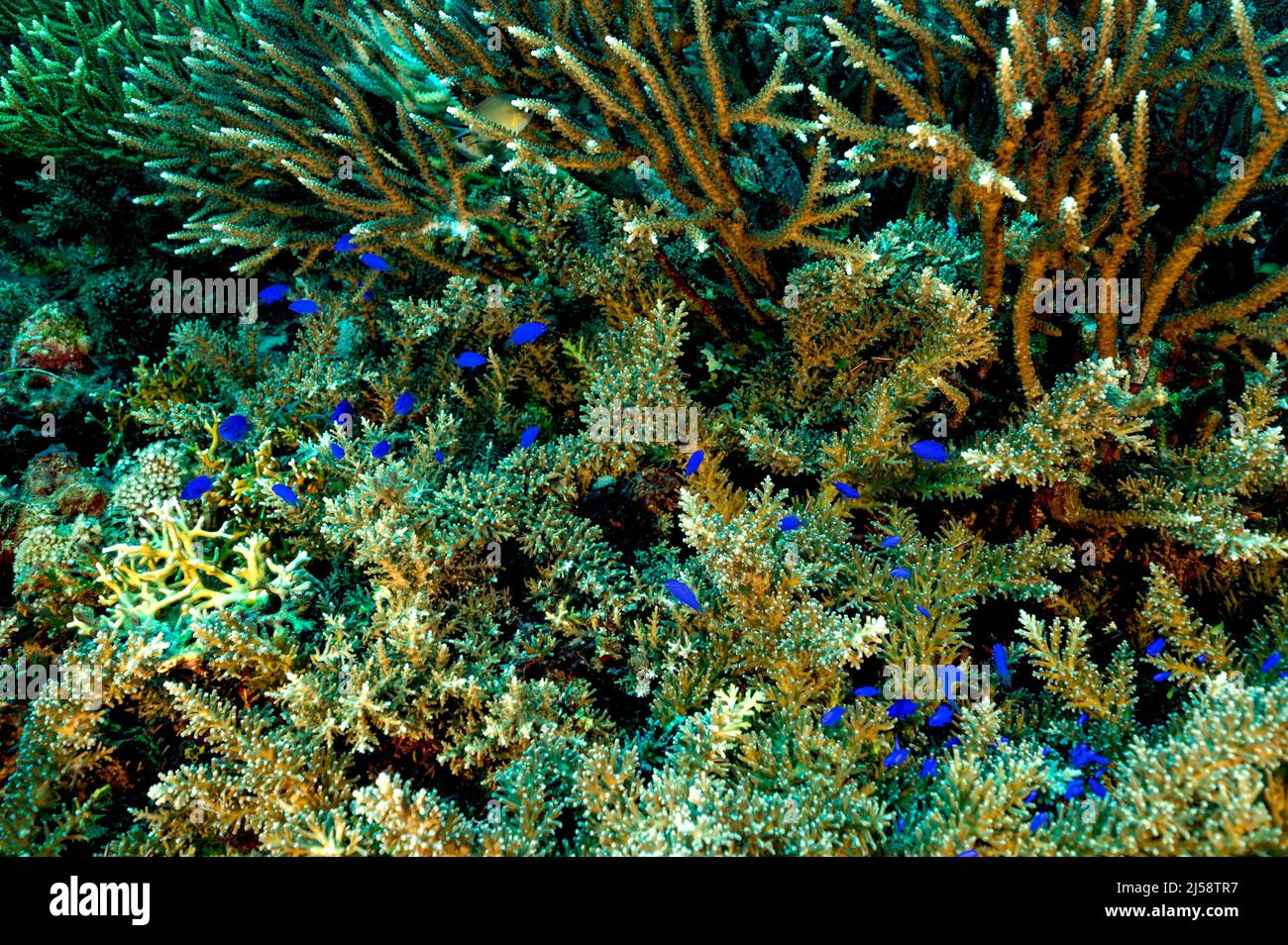 Springer damsel fishes, Chrysiptera springeri, sheltering around branching hardcoral, Acropora subglabra, Raja Ampat Indonesia. Stock Photo