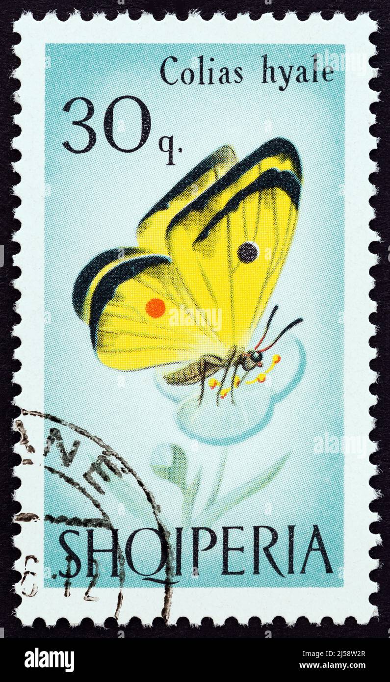 ALBANIA - CIRCA 1966: A stamp printed in Albania from the 'Butterflies and Dragonflies' issue shows Pale clouded yellow (Colias hyale) butterfly Stock Photo