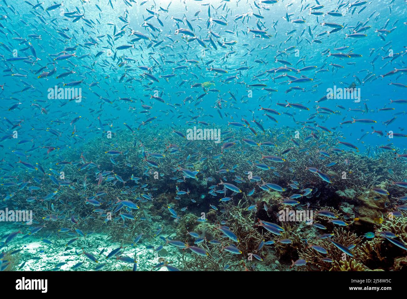 School of fusiliers, Raja Ampat Indonesia. Stock Photo