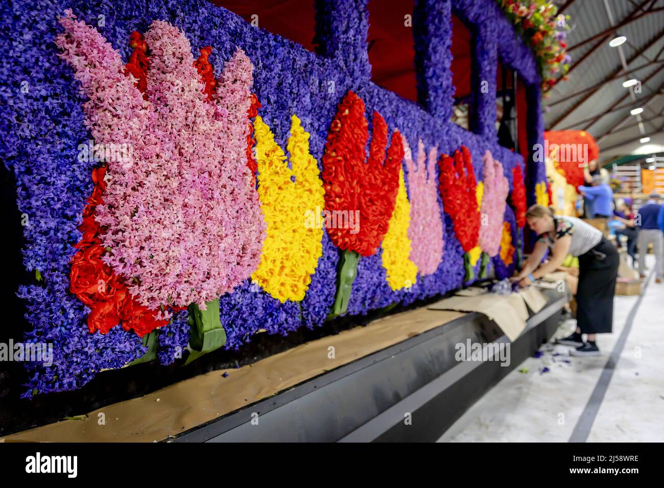 2022-04-21 14:40:06 SASSENHEIM - Flower cutters at work on floats, floats decorated with flowers, which are being built for the annual Flower Parade of the Bollenstreek. The colorful parade will travel from Noordwijk to Haarlem for the 75th time this year. ANP ROBIN VAN LONKHUIJSEN netherlands out - belgium out Stock Photo