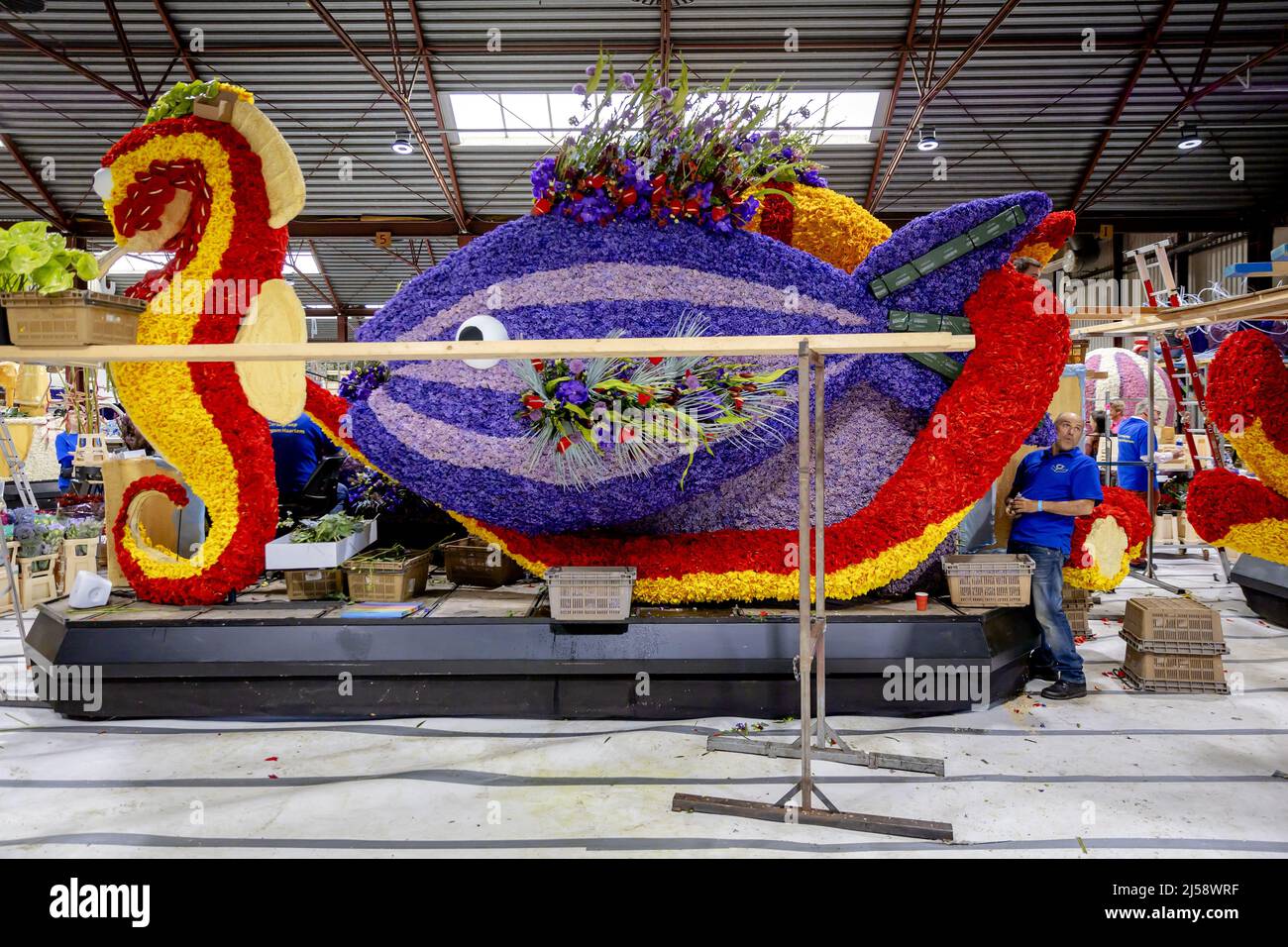 2022-04-21 14:46:54 SASSENHEIM - Flower cutters at work on floats, floats decorated with flowers, which are being built for the annual Flower Parade of the Bollenstreek. The colorful parade will travel from Noordwijk to Haarlem for the 75th time this year. ANP ROBIN VAN LONKHUIJSEN netherlands out - belgium out Stock Photo