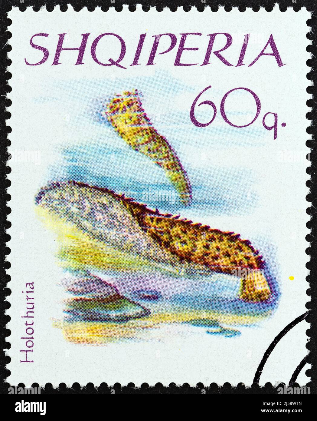 ALBANIA - CIRCA 1966: A stamp printed in Albania from the 'Echinoderms' issue shows Tube Holothurian (Holothuria tubulosa), circa 1966. Stock Photo