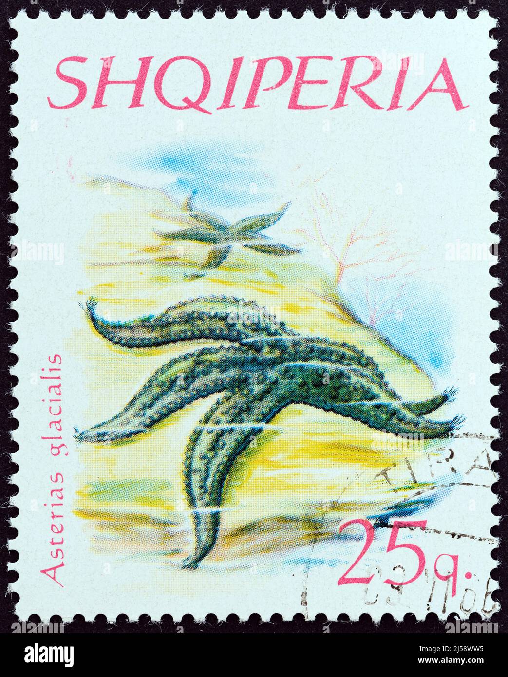 ALBANIA - CIRCA 1966: A stamp printed in Albania from the 'Echinoderms' issue shows Warts Starfish (Asterias glacialis), circa 1966. Stock Photo