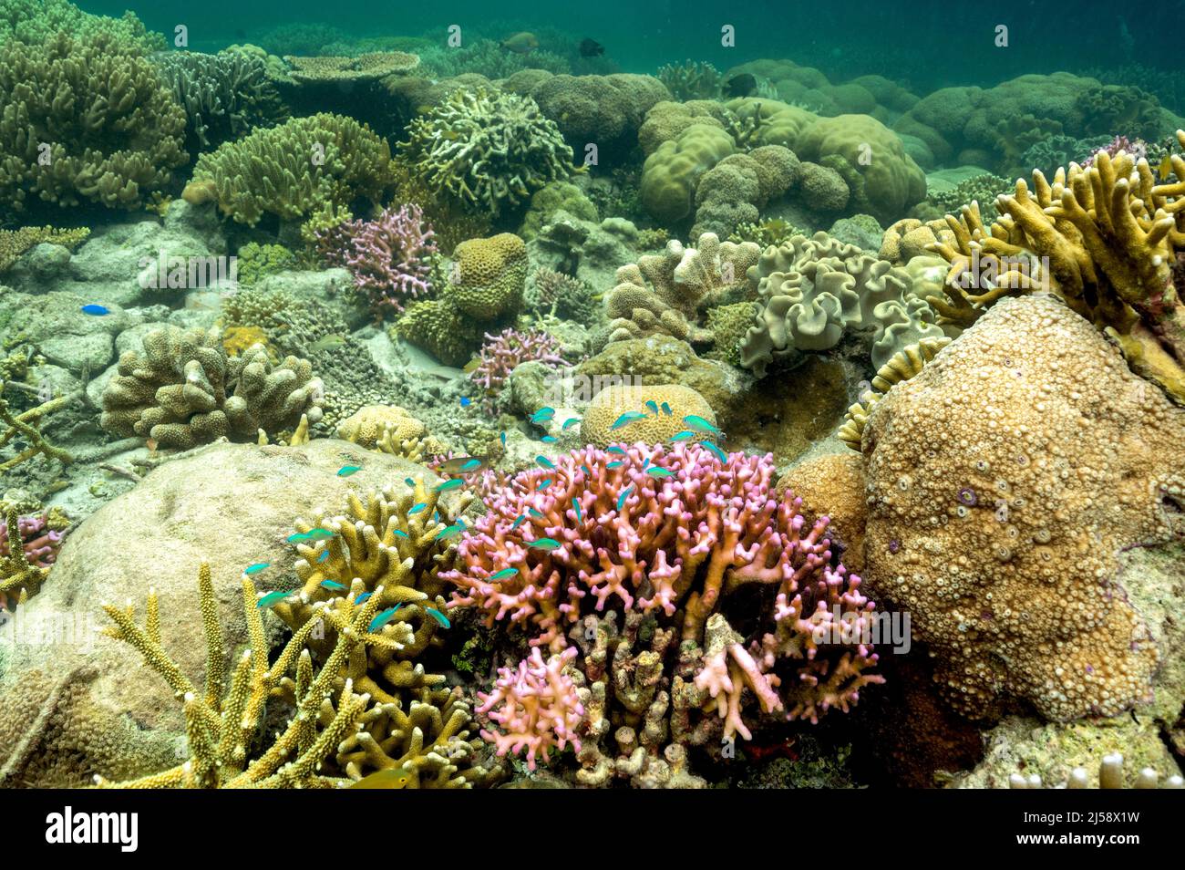 Stag horn hard corals in reef crest, Raja Ampat Indonesia. Stock Photo