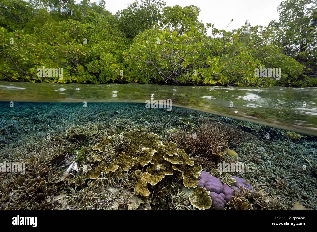 Pristine mangrove forest and hard corals, Raja Ampat Indonesia. Stock Photo